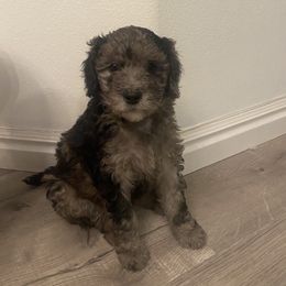 Goldendoodle Puppies from Jake Keck