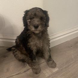 Goldendoodle Puppies from Jake Keck