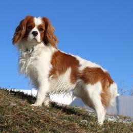 Cavalier King Charles Spaniel All Grown Up from The Gentle Cavalier