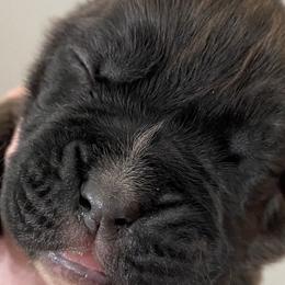 Girl 2 - Boxer puppy in Dickson, Tennessee from Braun's Boxers