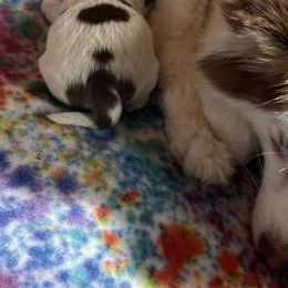 Pomskies from Kylie's Pomskies