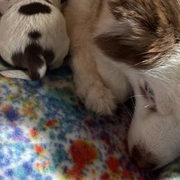 Pomskies from Kylie's Pomskies