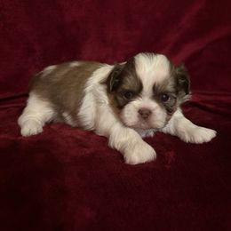 Maximus - Liver male Shih Tzu puppy in Valley Mills, Texas from Busch Pups