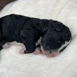 American Eskimo Dog and Bernedoodle Puppies from Shadow Kennels