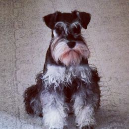 Rylie - Miniature Schnauzer