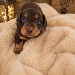 Ivan - Chocolate and tan male Dachshund puppy in Adolphus, Kentucky from Walker's Dachshunds