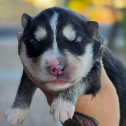 Sinon - Gray and white female Siberian Husky puppy in Buckeye, Arizona from Anime Huskies
