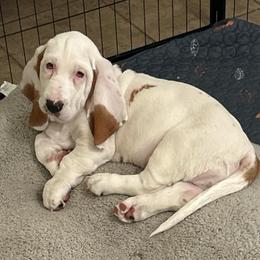 Arys - Basset Hound