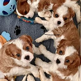 Cavalier King Charles Spaniel Puppies from Cavaliers of Woodward