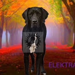 Great Danes from Phoenix's Legacy Great Danes