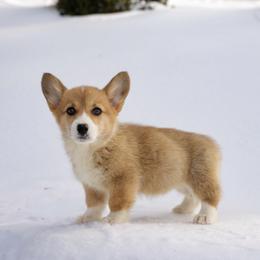 Pembroke Welsh Corgi and Poodle Puppies from Corgi Companions (license number 18998)