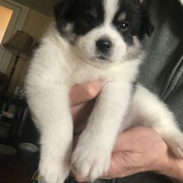 Pomsky Puppies from Pawesome Pomskies
