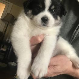 Pomsky Puppies from Pawesome Pomskies