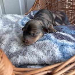 Nola - Dapple female Dachshund puppy in Pontotoc, Mississippi from Toddy Kennels