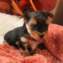 Dudley - Black and tan male Yorkshire Terrier puppy in Eastland, Texas from Peach Yorkies