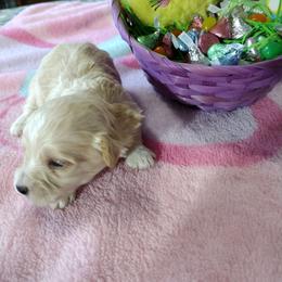 Cypress - Cream male Havanese puppy in Cleveland, Texas from 7th Heaven Havanese of Texas