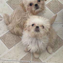 Shih Tzu Puppies from DavOrr’s LoweryBell Shih Tzus