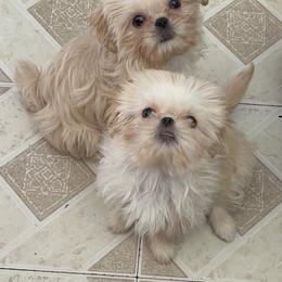 Shih Tzu Puppies from DavOrr’s LoweryBell Shih Tzus