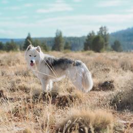 Prosecco - Siberian Husky