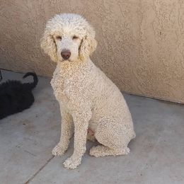 Gunner - Sheepadoodle