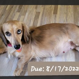 Dachshunds from Just home