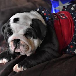 Bulldog Puppies from Dampier Bulldogs Mo