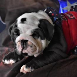 Bulldog Puppies from Dampier Bulldogs Mo