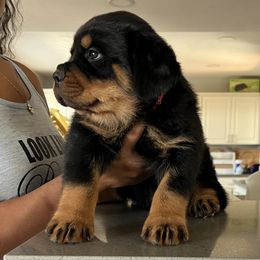 Rottweiler Puppies from Black Diamond Excellence rottweiler kennel