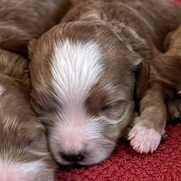 Winston - Red  male Goldendoodle puppy in Bountiful, Utah from Red Brick Doodles