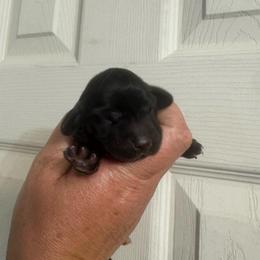 June - Black female Dachshund puppy in Knoxville, Tennessee from East TN Dachshunds
