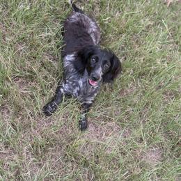 Charlee - Dachshund