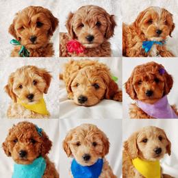 Goldendoodle Puppies from Missy Doodles