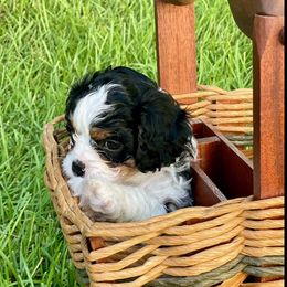 "Tiny Dot" Cavapoo Puppies from Southern Charm Cavapoos