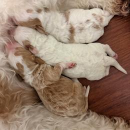 Boy 1 - Parti male Goldendoodle puppy in Bradenton, Florida from Christianna’s Mini Goldendoodles
