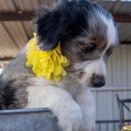 Sasha - Blue merle female Miniature American Shepherd puppy in Crowley, Texas from Nelson's Aussies and Aussiedoodles