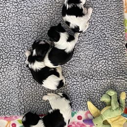 Biewer Terrier, Chinese Crested, and Havanese Puppies from Meadowview Havanese