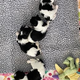 Biewer Terrier, Chinese Crested, and Havanese Puppies from Meadowview Havanese