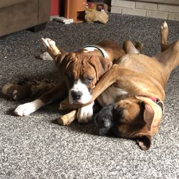 Boxer All Grown Up from Duck Creek Kennels