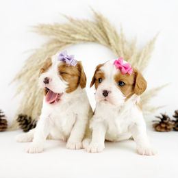 Cavalier King Charles Spaniel and Poodle Puppies from Red Skye Cavaliers