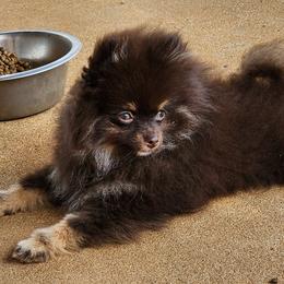 Pomeranians and Toy Australian Shepherds from FuN SiZe Aussies/ AKC Pomeranians