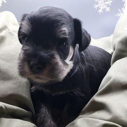 Mabel AKC Imported Champion Lines - Black and silver female Miniature Schnauzer puppy in Saratoga Springs, Utah from Happy Beard Schnauzers