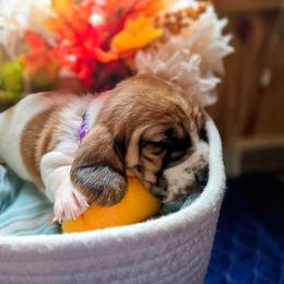 Purple girl - White black and red female Basset Hound puppy in Converse, Louisiana from Walkers Catuna Bassett Hounds