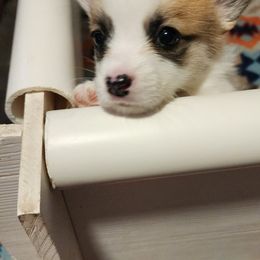 Pembroke Welsh Corgi Puppies from Corgis of Avalon