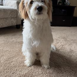 Bernedoodle and Golden Mountain Doodle All Grown Up from Pup Paw-fection