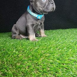 French Bulldog Puppies from Chary's Elite Frenchies