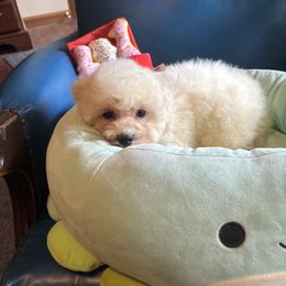 Purple - White male Bichon Frise puppy in Danville, Illinois from Whitecreek