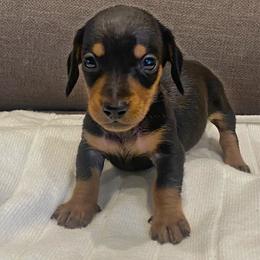 Male 5 - Black and tan male Dachshund puppy in Elizabethtown, Kentucky from Lavender and Willow Dachshunds