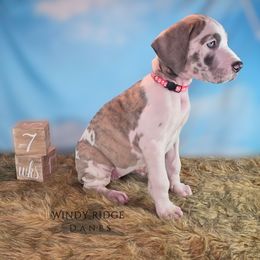 Pink collar (panda) - Harlequin female Great Dane puppy in Lore City, Ohio from Windy Ridge Danes
