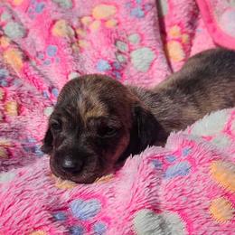 Girl 2 - Brindle female Dachshund puppy in Woodland, Washington from SJs Dachshunds