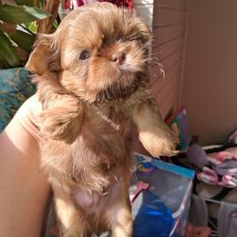 Bravo - Liver male Shih Tzu puppy in Memphis, Tennessee from Lady and the Tramp
